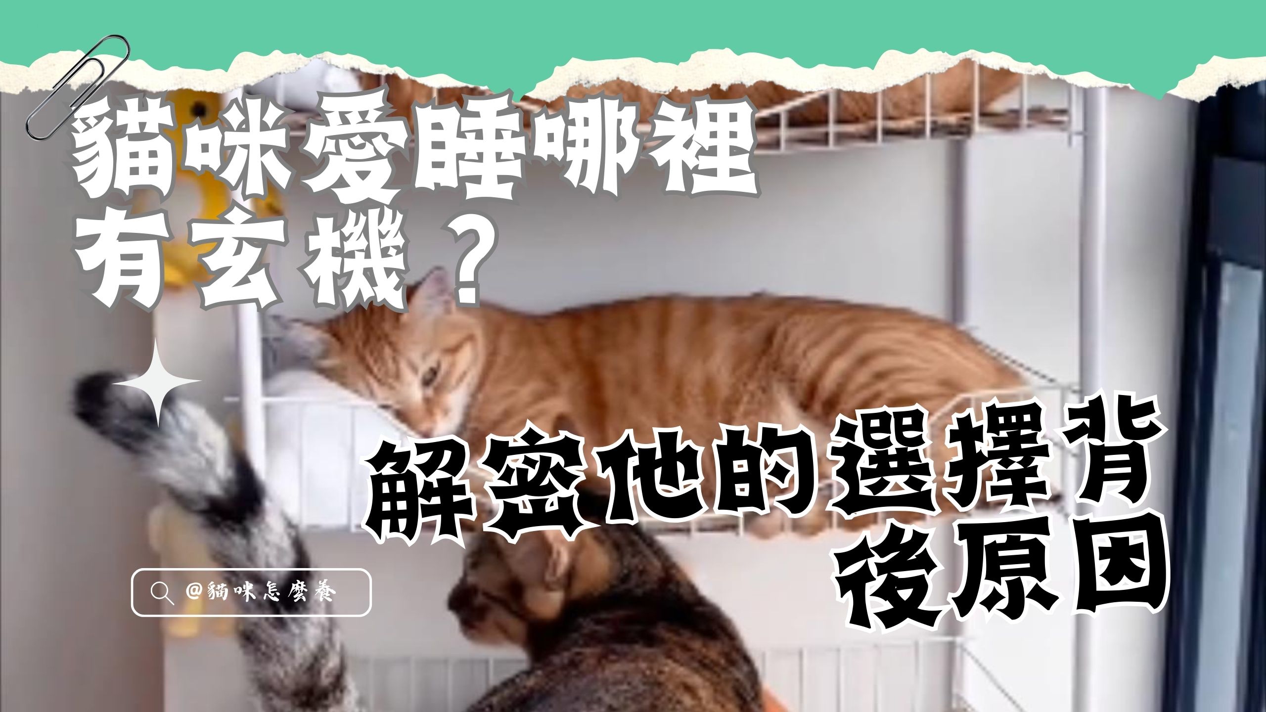 【養貓知識】貓咪愛睡哪裡有玄機?