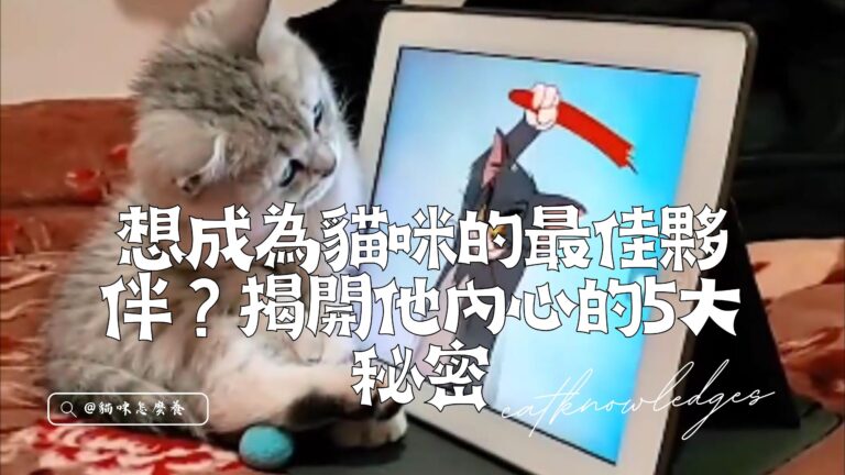 想成為貓咪的最佳夥伴