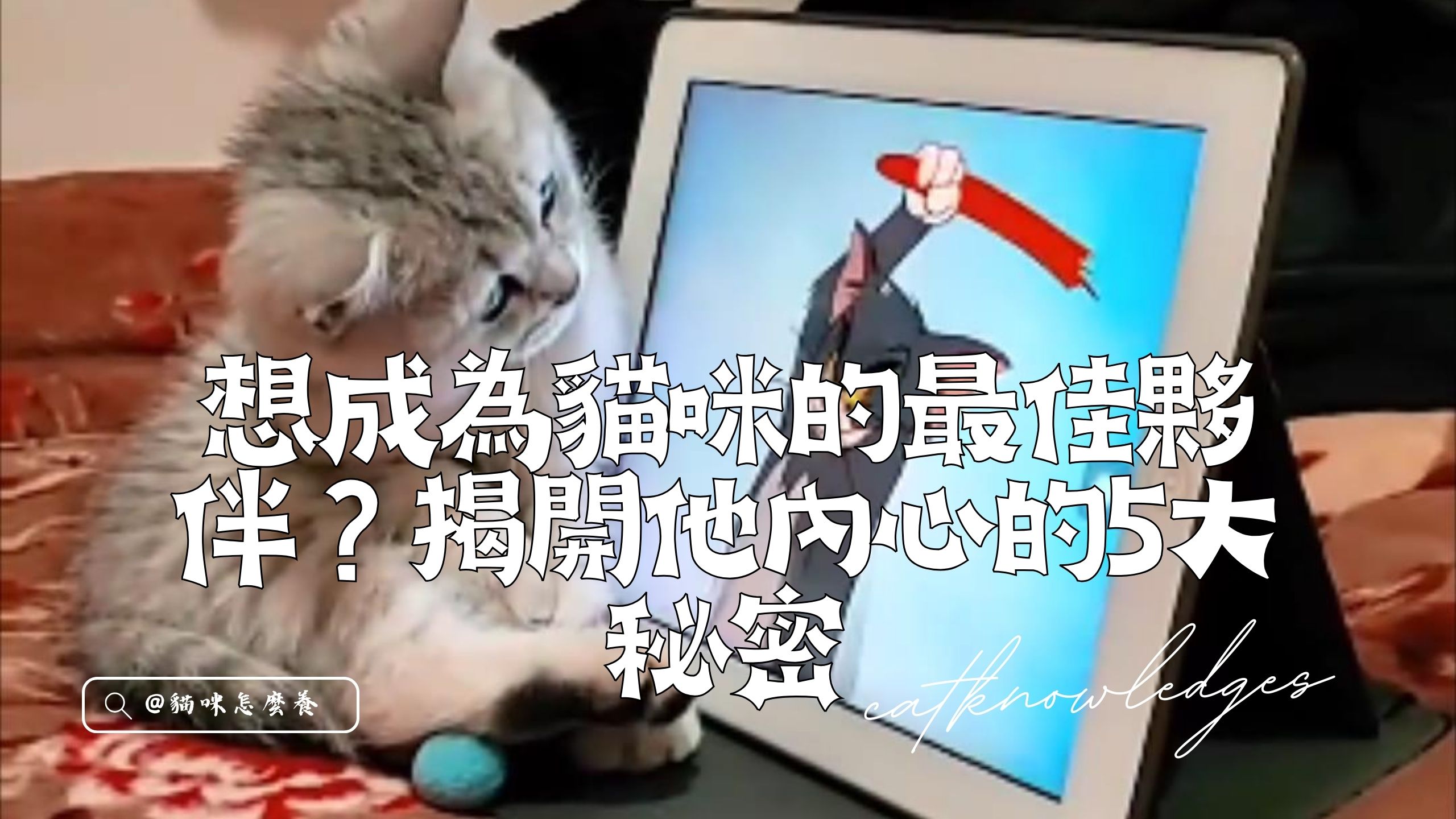 【新手養貓】想成為貓咪的最佳夥伴?