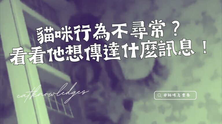 貓咪行為不尋常