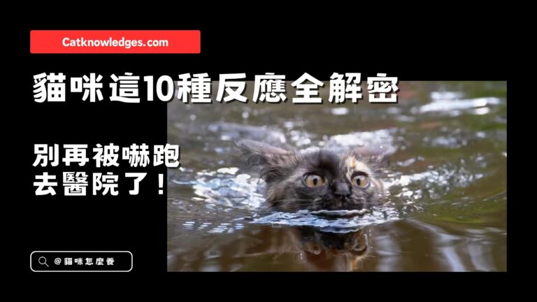 貓咪這10種反應