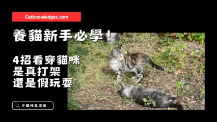 4招看穿貓咪是真打架還是假玩耍