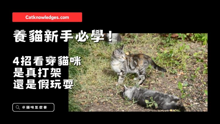 4招看穿貓咪是真打架還是假玩耍