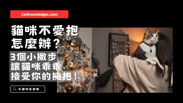 貓咪不愛抱怎麼辦?