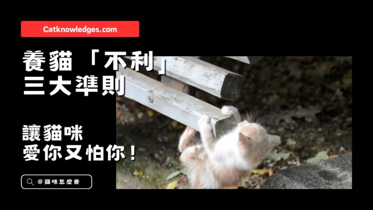 養貓「不利」三大準則,讓貓咪愛你又怕你!
