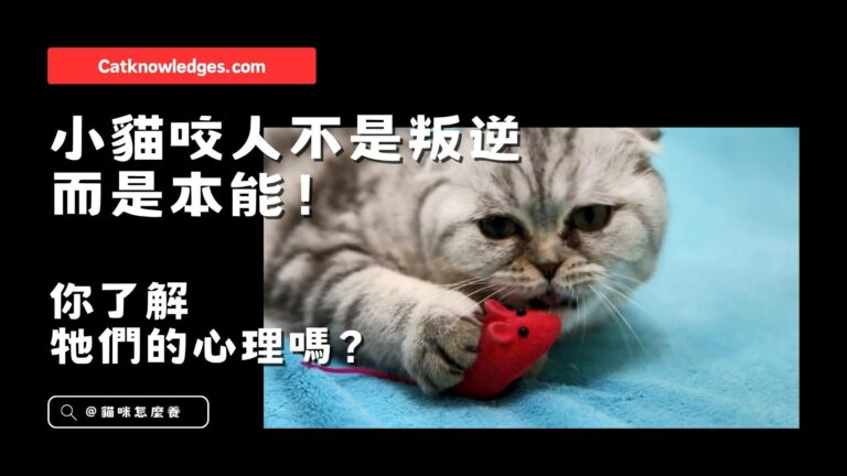 小貓咬人不是叛逆，而是本能！你了解牠們的心理嗎？