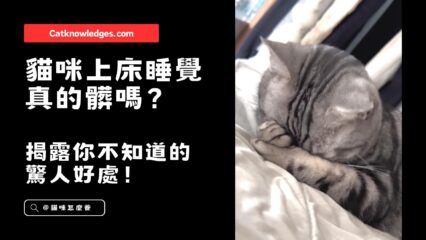 貓咪上床睡覺真的髒嗎？揭露你不知道的驚人好處！