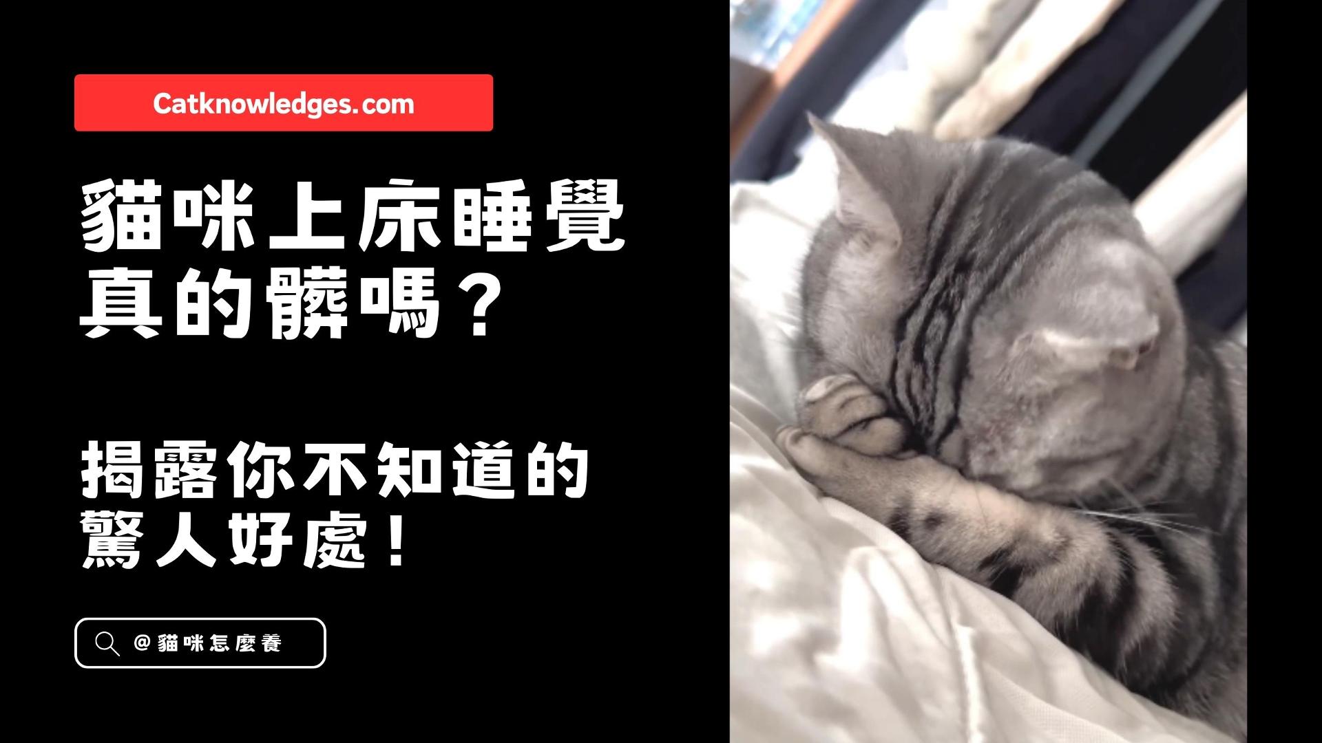 【寵物解答】 貓咪上床睡覺真的髒嗎？揭露你不知道的驚人好處！