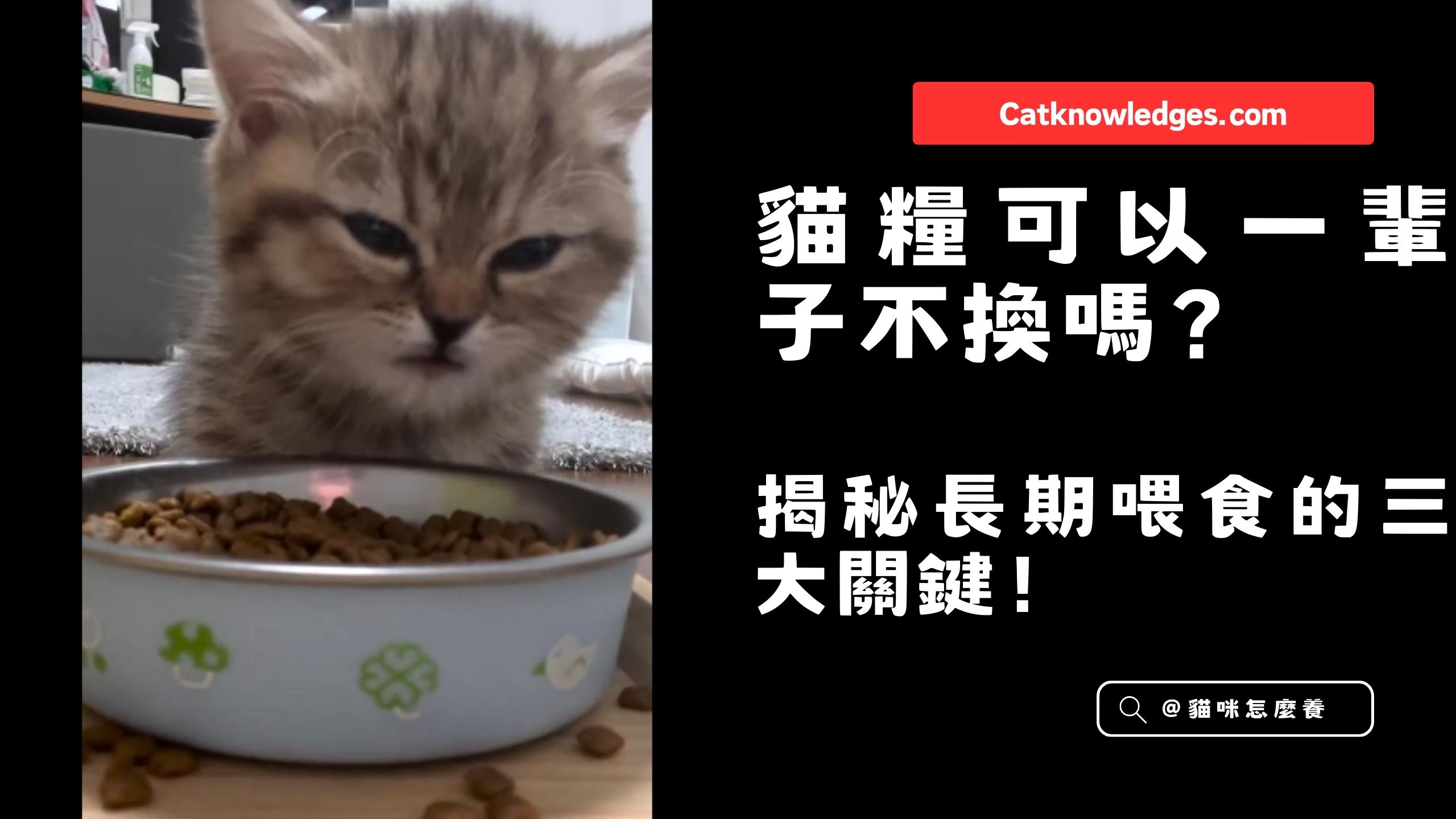 【養貓知識】養貓的你能回答嗎? 貓糧可以一輩子不換嗎?揭秘長期喂食的三大關鍵!