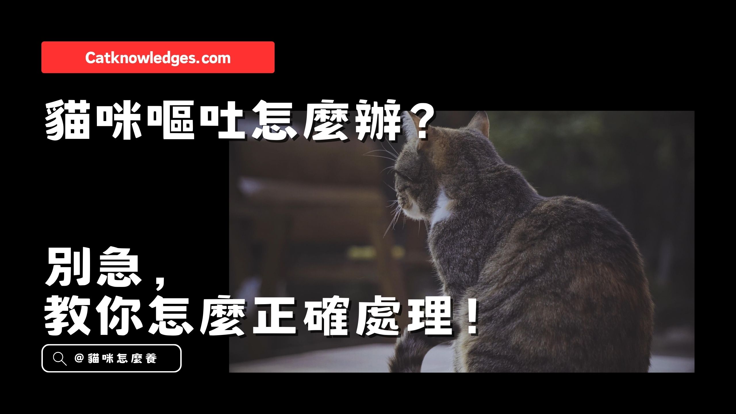 【養貓知識】貓咪嘔吐怎麼辦?別急,教你怎麼正確處理!