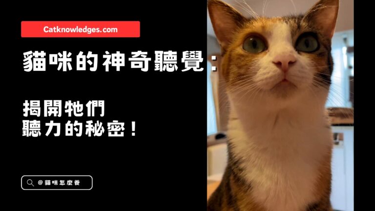 貓咪的神奇聽覺
