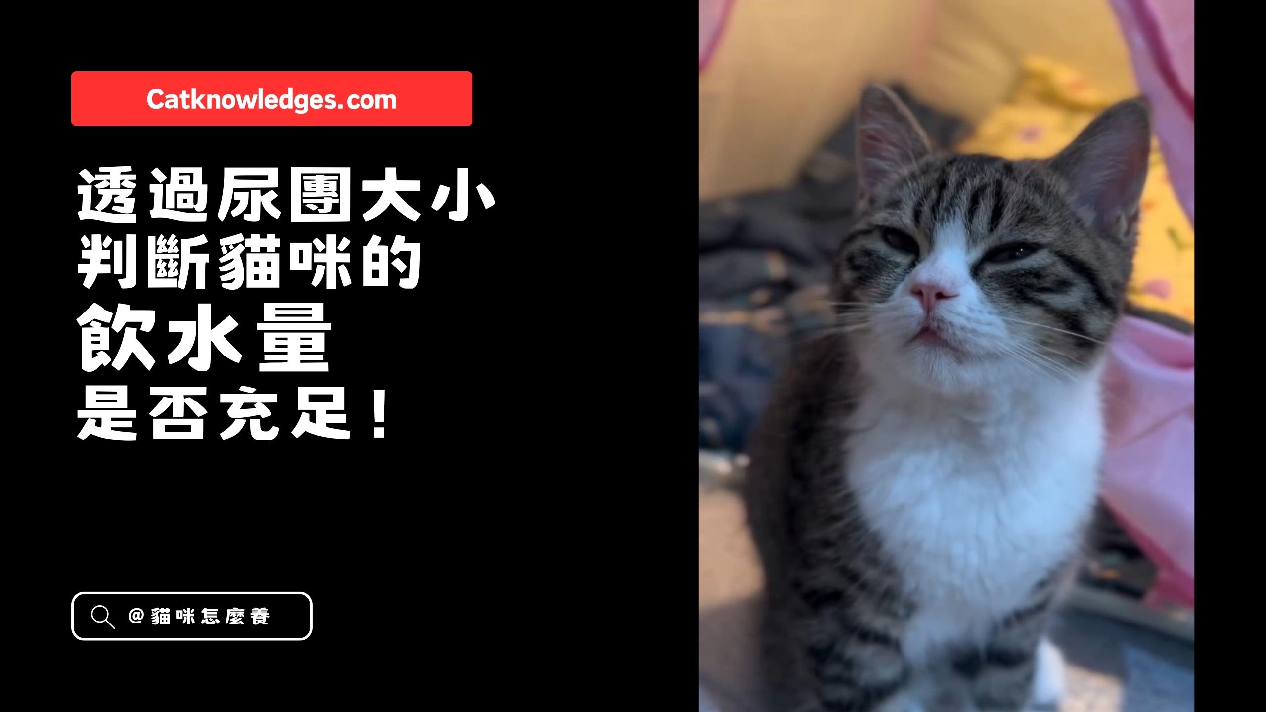 【養貓新手】你知道可以透過尿團大小判斷貓咪的飲水量是否充足嗎?