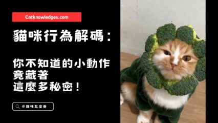 貓咪行為解碼