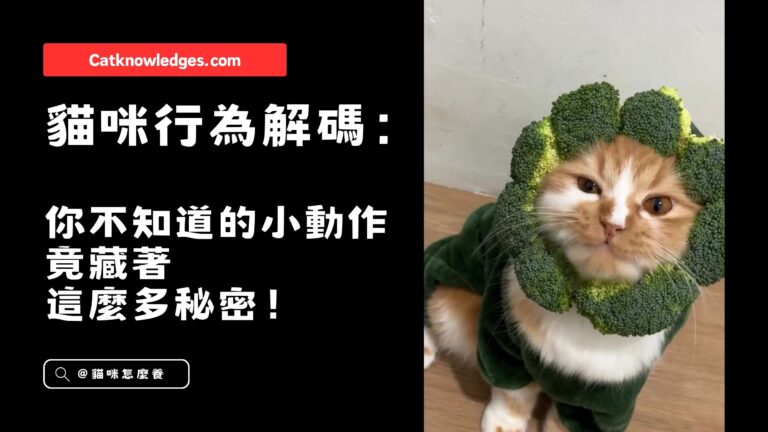 貓咪行為解碼