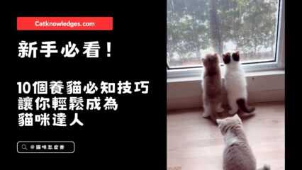 10個養貓必知技巧