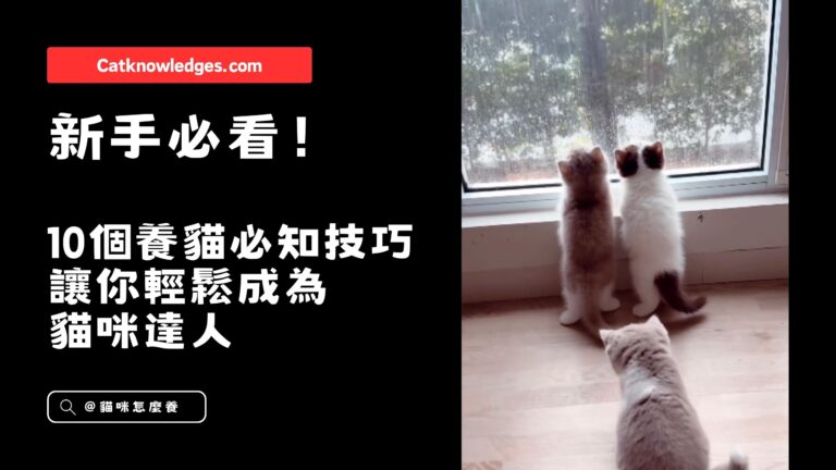 10個養貓必知技巧