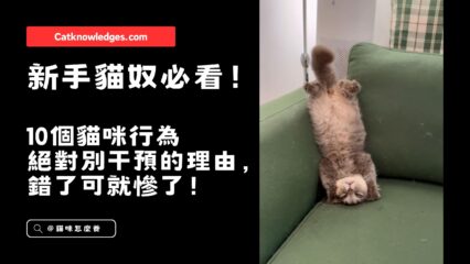 10個貓咪行為絕對別干預的理由
