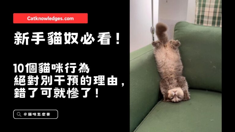 10個貓咪行為絕對別干預的理由