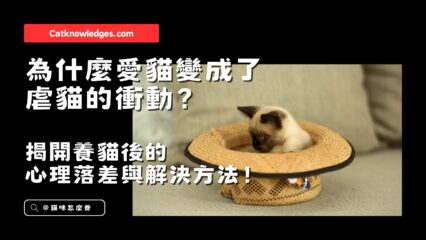 為什麼愛貓變成了虐貓的衝動