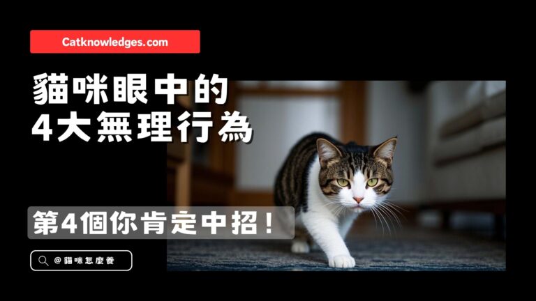 貓咪眼中的4大無理行為