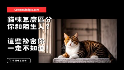 貓咪怎麼區分你和陌生人？