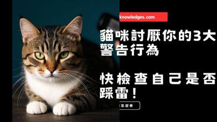貓咪討厭你的3大警告行為，快檢查自己是否踩雷！
