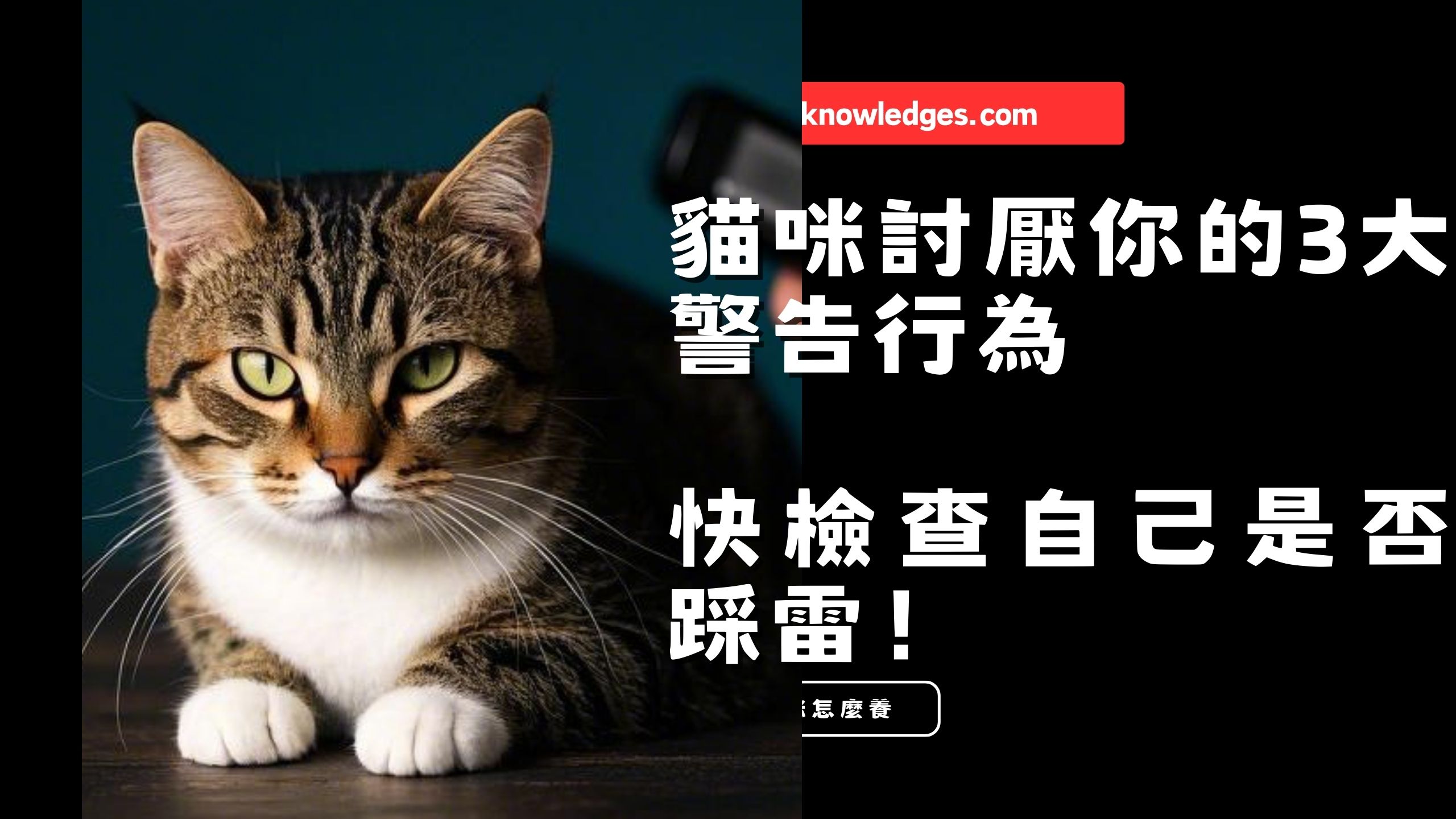 【新手養貓】貓咪討厭你的3大警告行為,快檢查自己是否踩雷!