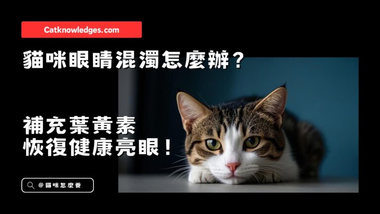 貓咪眼睛混濁怎麼辦?補充葉黃素,恢復健康亮眼!