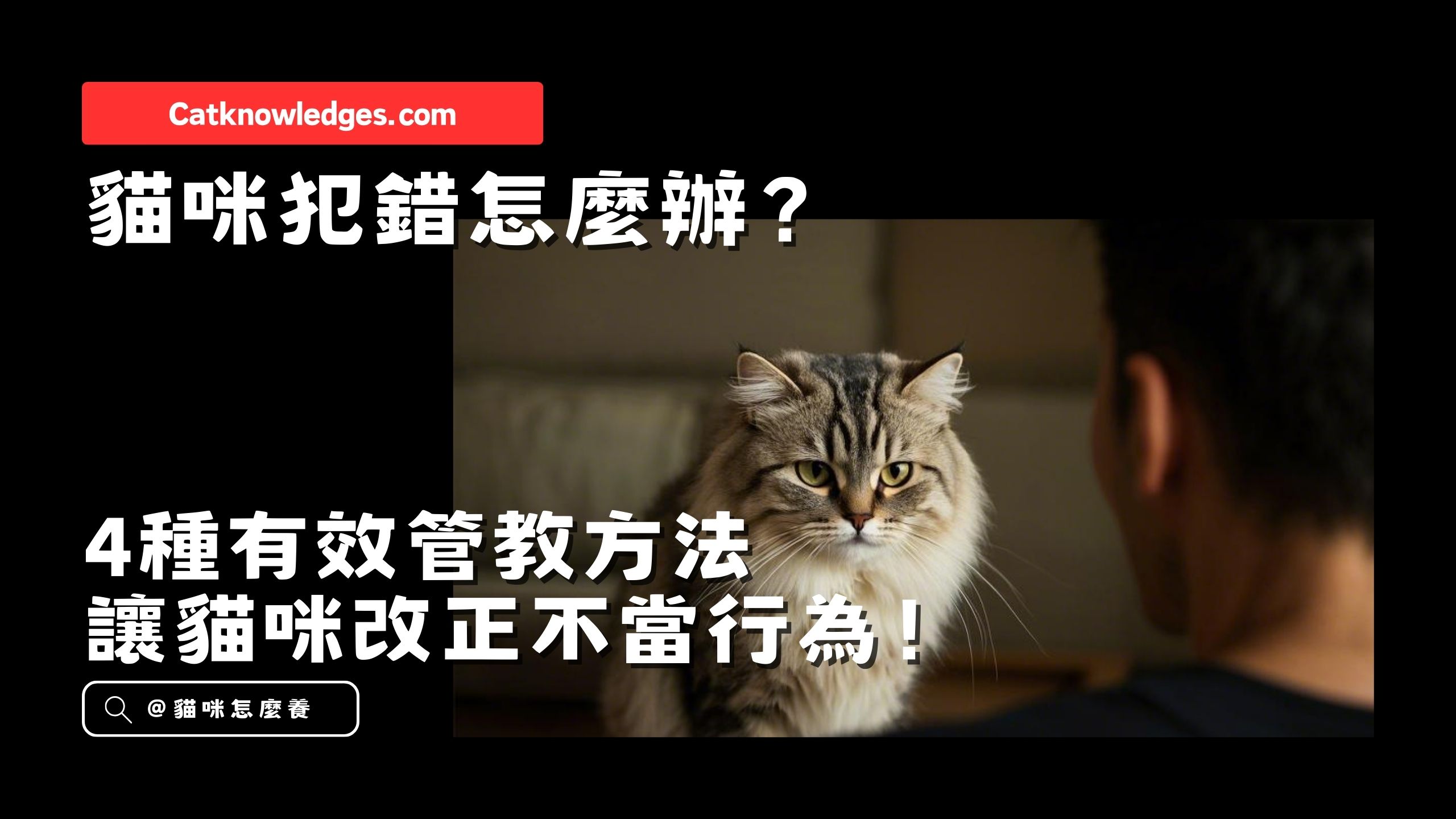 【新手養貓】貓咪犯錯怎麼辦?4種有效管教方法,讓貓咪改正不當行為!
