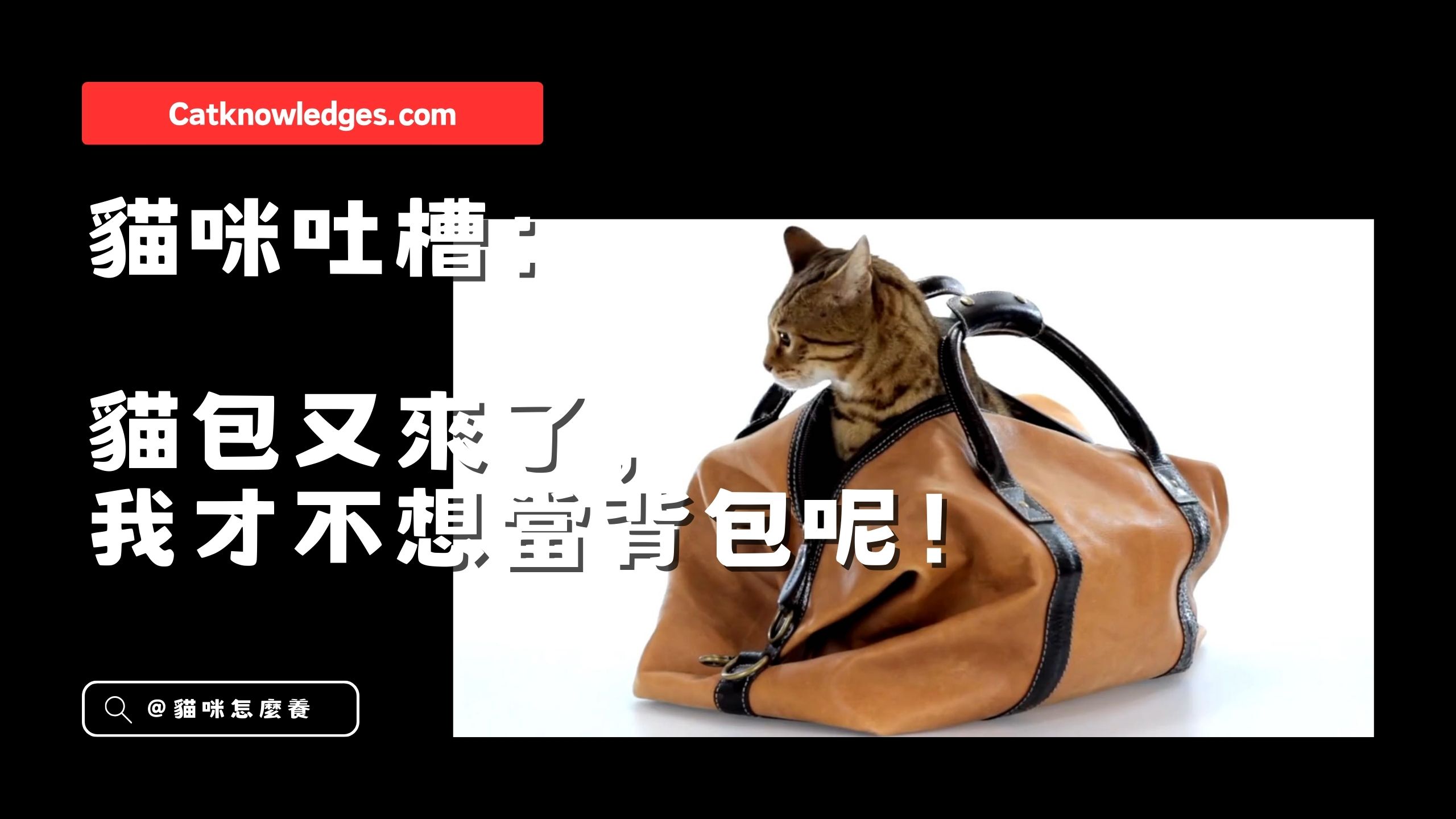 【貓咪吐槽】貓包又來了,我才不想當背包呢!