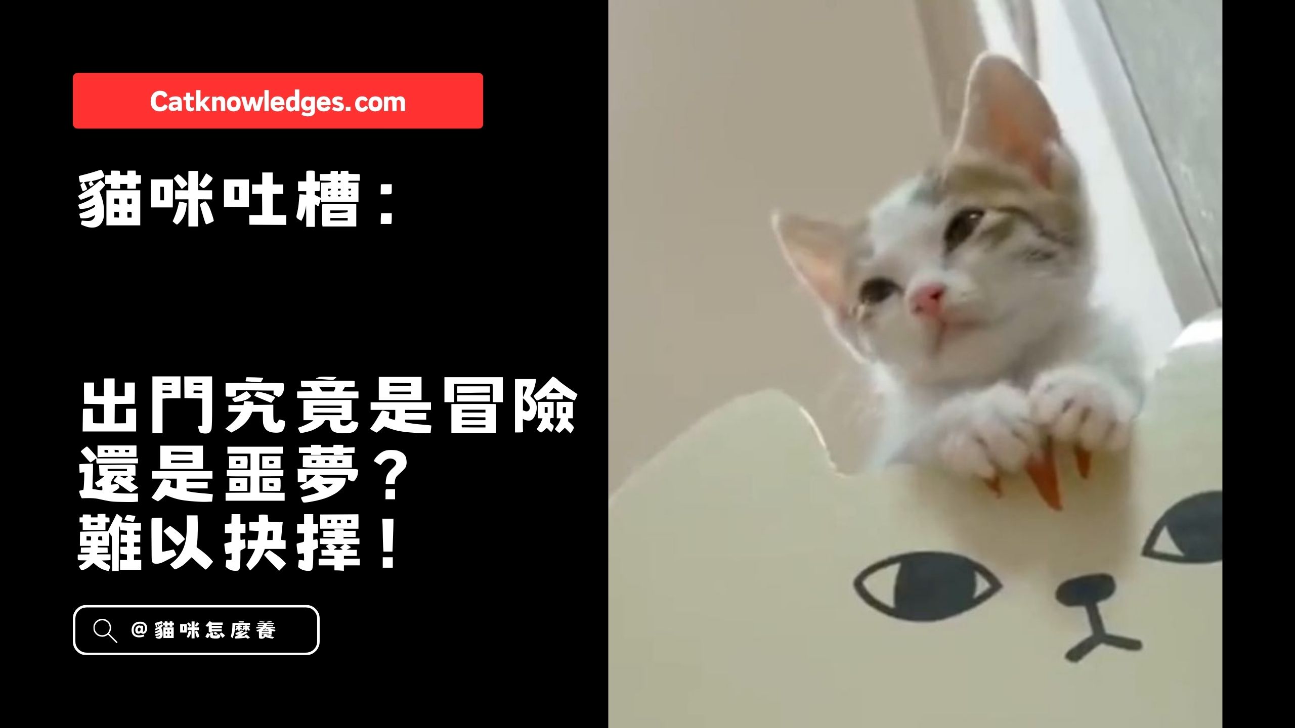 【貓咪吐槽】出門究竟是冒險還是噩夢?難以抉擇!