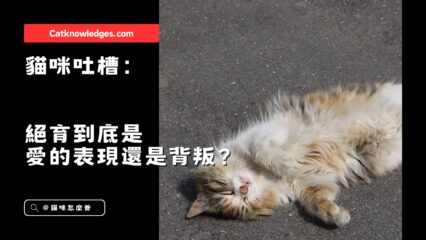 貓咪吐槽：絕育到底是愛的表現還是背叛？