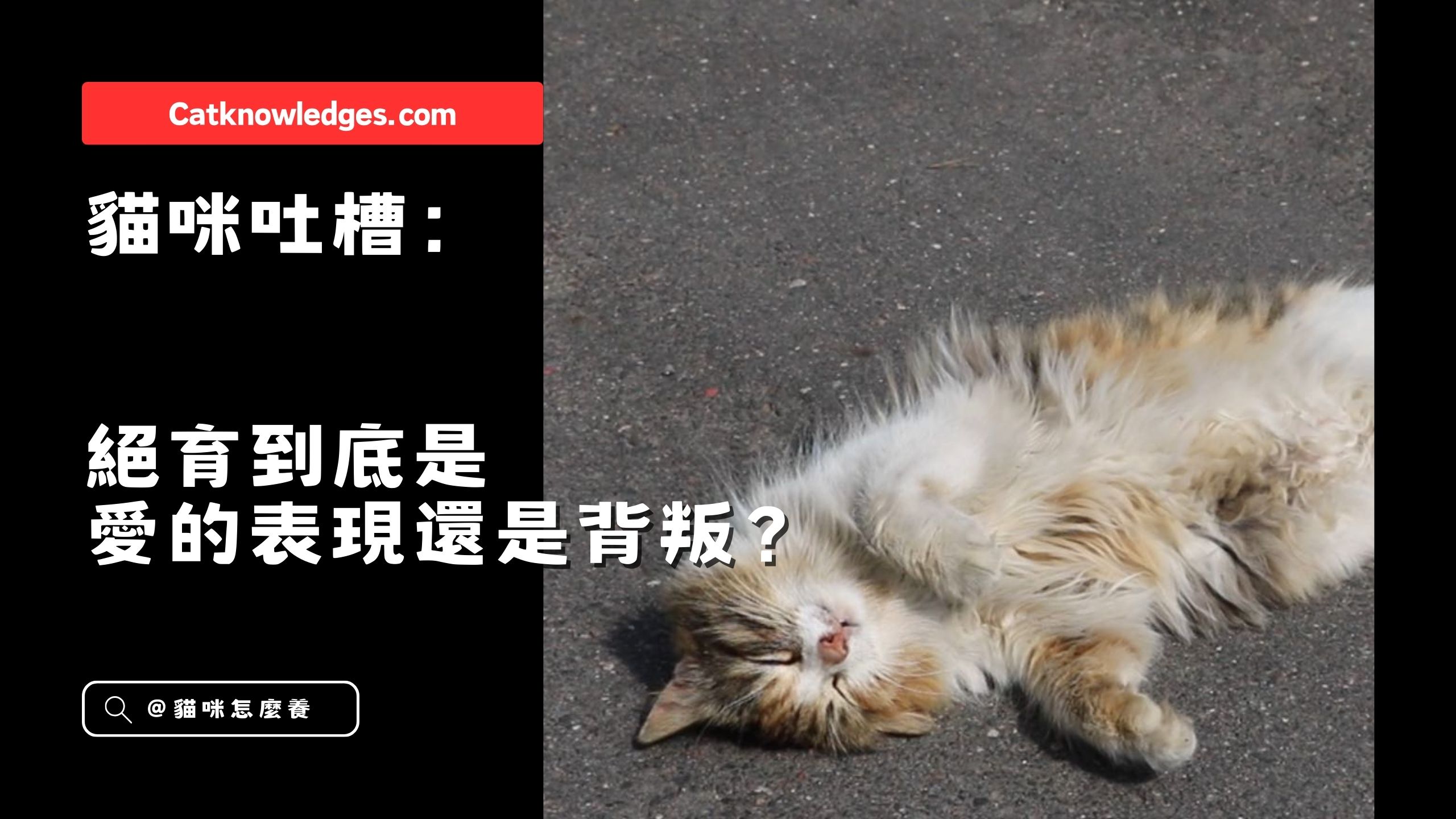 【貓咪吐槽】 絕育到底是愛的表現還是背叛?