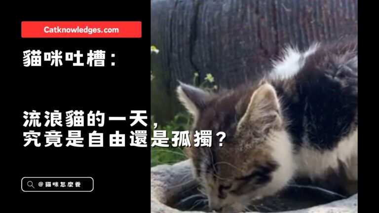貓咪吐槽:流浪貓的一天,究竟是自由還是孤獨?