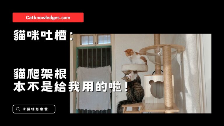 貓咪吐槽:貓爬架根本不是給我用的啦!