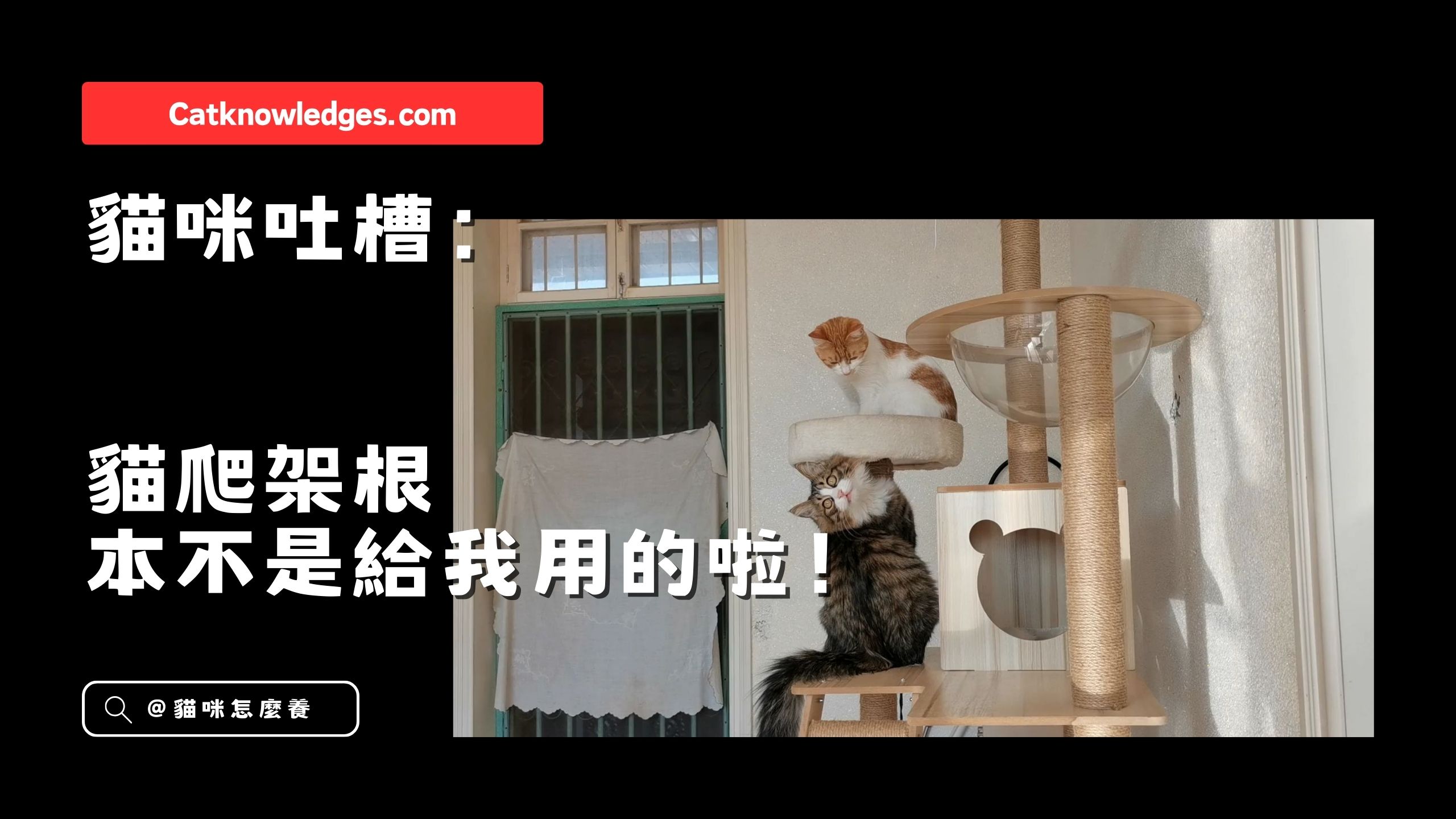 【 貓咪吐槽】 貓爬架根本不是給我用的啦!