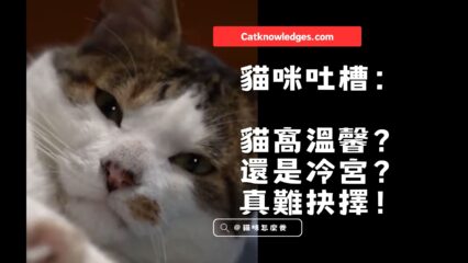 貓咪吐槽：貓窩溫馨？還是冷宮？真難抉擇！