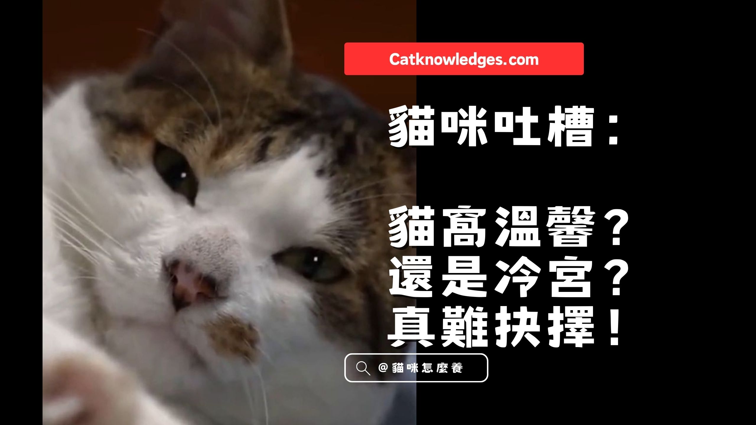 【貓咪吐槽】貓窩溫馨?還是冷宮?真難抉擇!