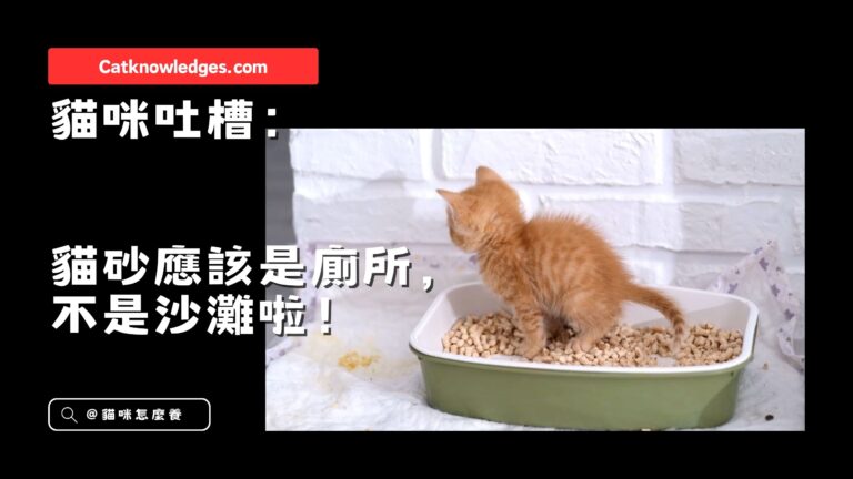 貓咪吐槽:貓砂應該是廁所,不是沙灘啦!