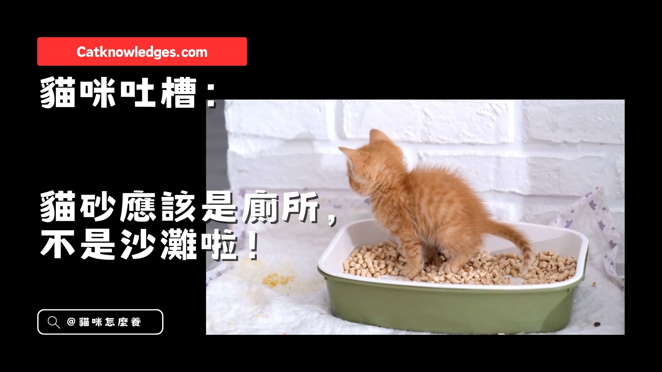 【貓咪吐槽】貓砂應該是廁所,不是沙灘啦!