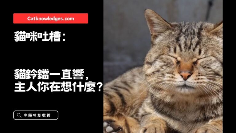 貓咪吐槽:貓鈴鐺一直響,主人你在想什麼?