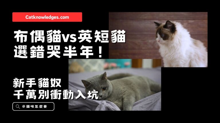 布偶貓 vs 英國短毛貓