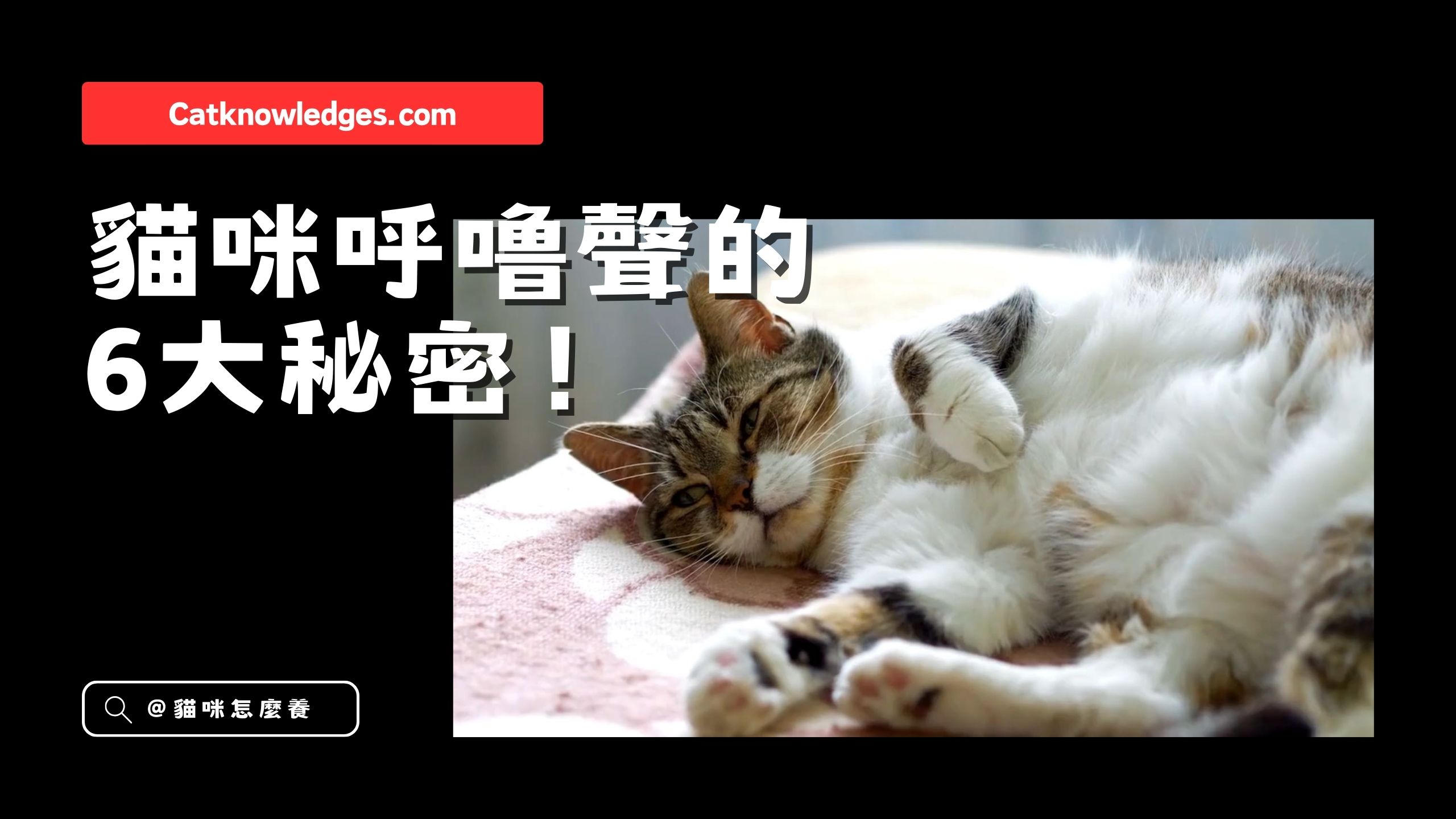 【養貓知識】貓咪呼嚕聲,療癒你的一天!