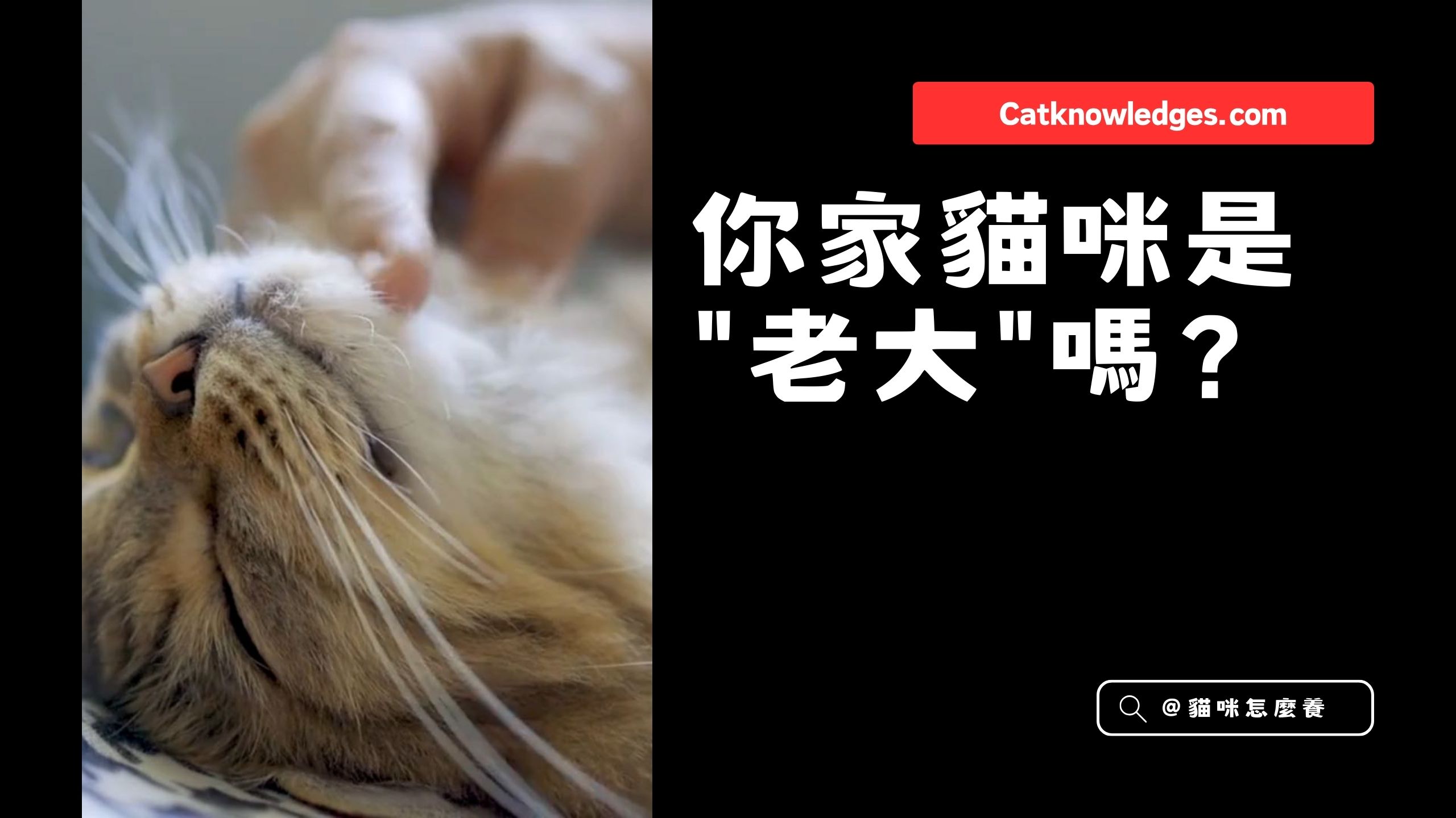 【寵物解答】貓咪有「社會階級」嗎?