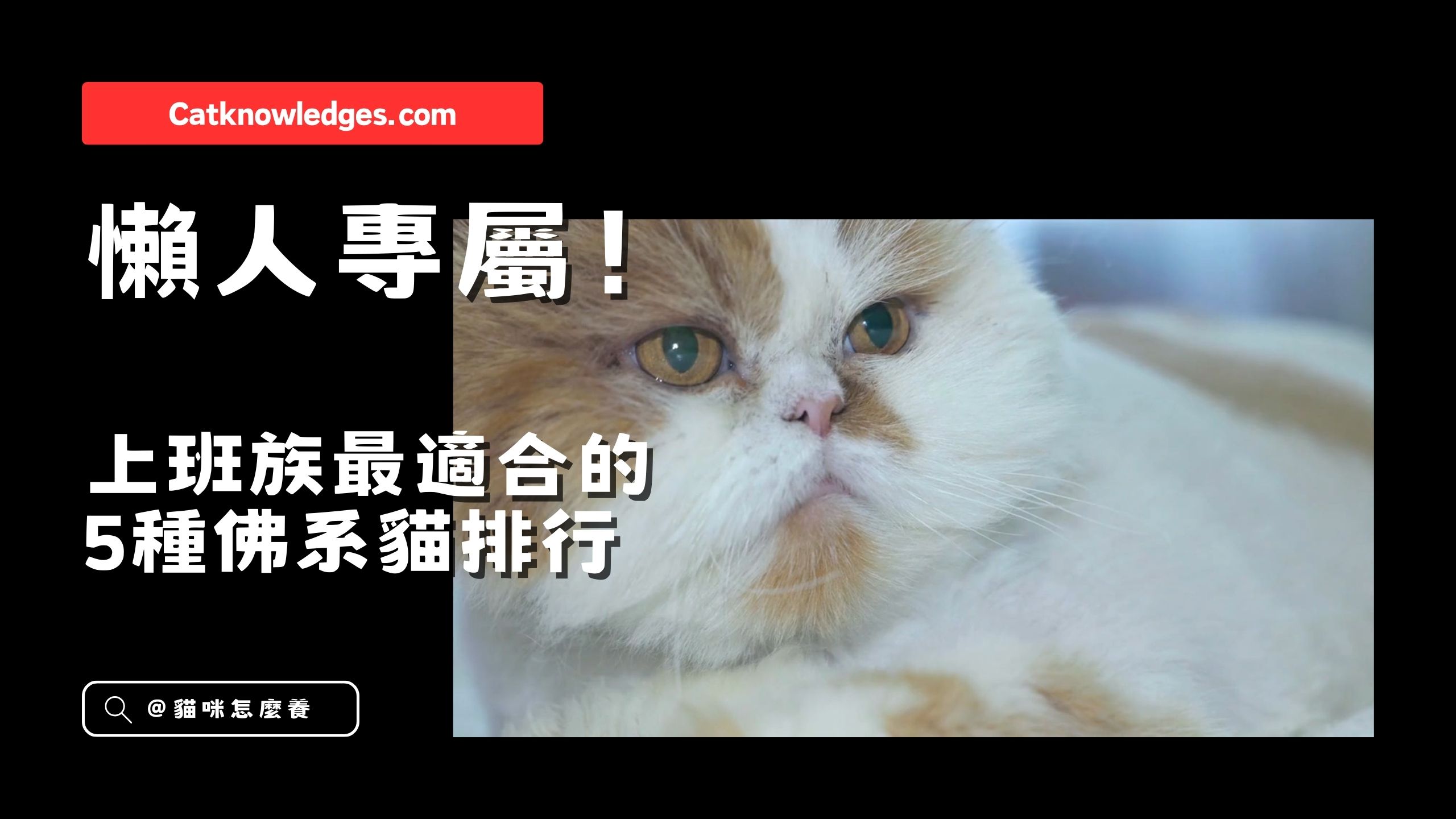 【養貓知識】上班族最適合的5種佛系貓排行