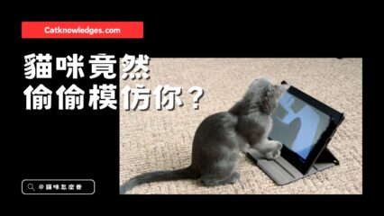 貓咪竟然會「模仿主人」？