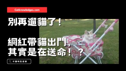 網紅遛貓等於送貓進ICU！