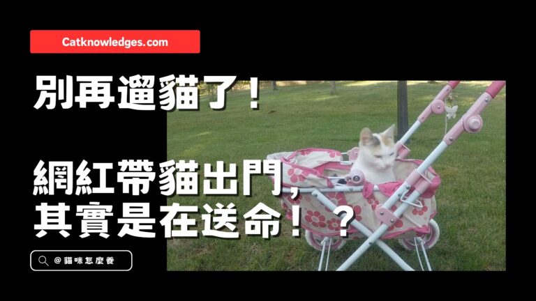 網紅遛貓等於送貓進ICU!