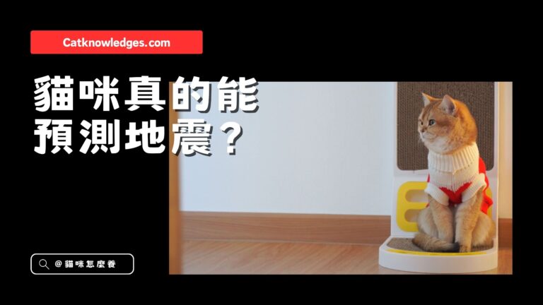 貓咪真的能「預測地震」?