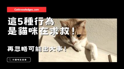 【養貓知識】這5種行為是貓咪在求救！再忽略可能出大事！